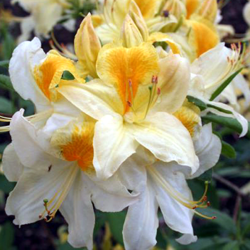 Photos Rhododendron - 