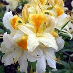 Photos Rhododendron