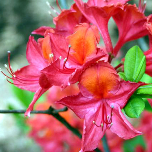Photos Rhododendron - 