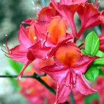 Photos Rhododendron