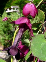 Photos Rhodochiton atrosanguineus