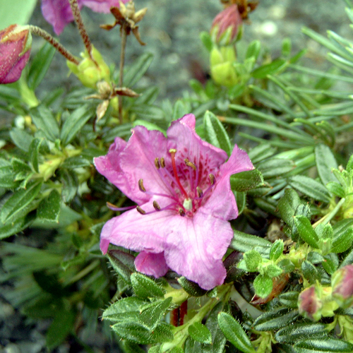 Photos Rhododendron calostrotum ssp. keleticum - 