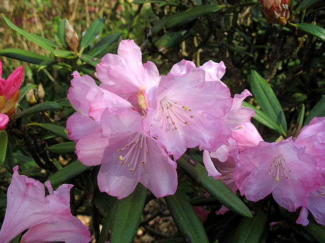 Fotos Rhododendron degronianum - 