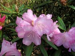 Photos Rhododendron degronianum
