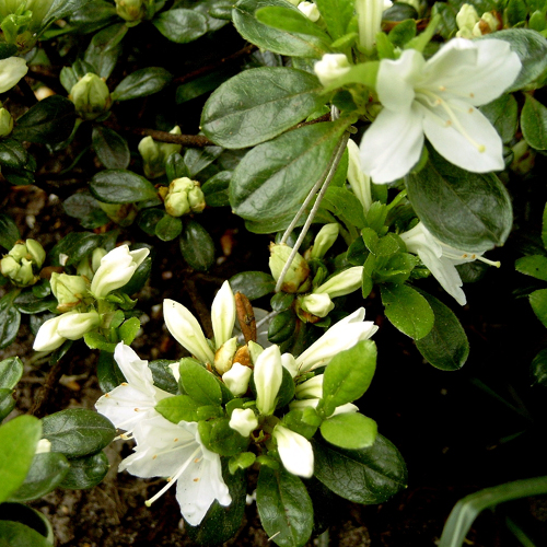 Photos Rhododendron - 