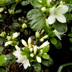 Photos Rhododendron