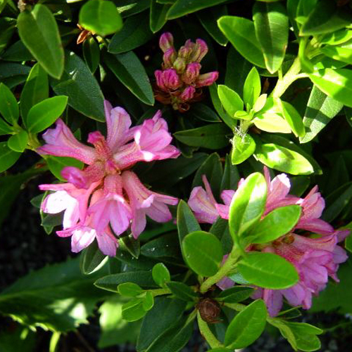Photos Rhododendron ferrugineum - 