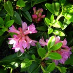 Photos Rhododendron ferrugineum