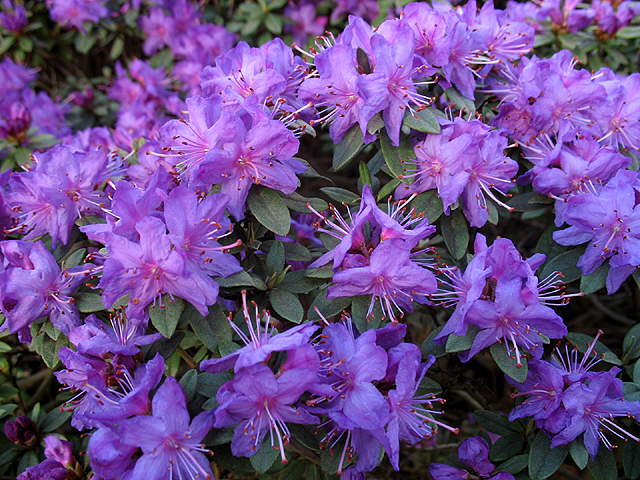 Photos  - 