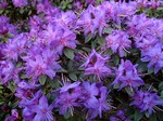 Photos Rhododendron-Hybride