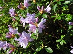 Photos Rhododendron-Hybride
