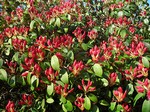 Photos Rhododendron-Hybride