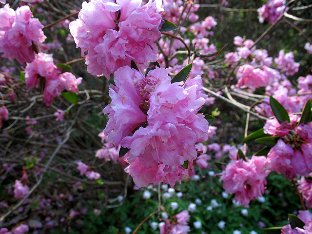 Photos  - 