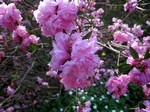 Photos Rhododendron-Hybride