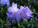Photos Rhododendron impeditum