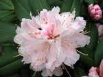 Photos Rhododendron jacksonii
