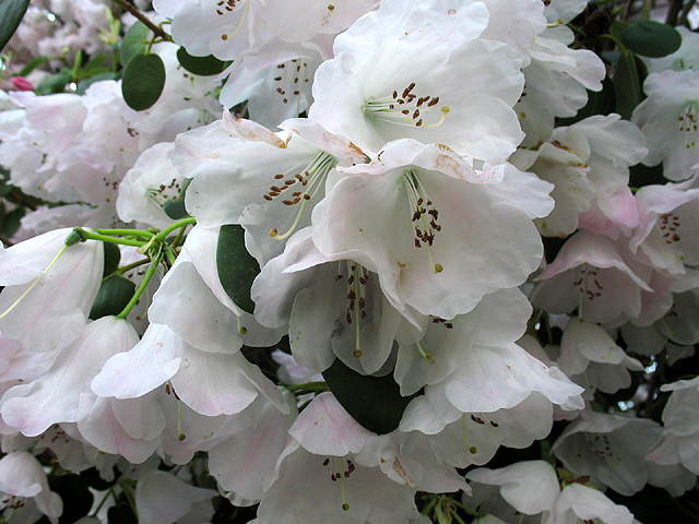 Fotos Rhododendron oreodoxa - 
