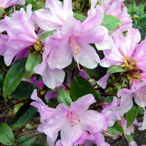 Photos Rhododendron dauricum - 