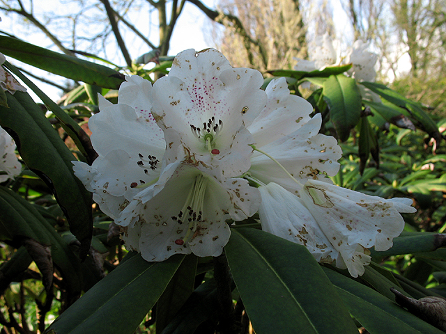 Photos Rhododendron sutchuense - 