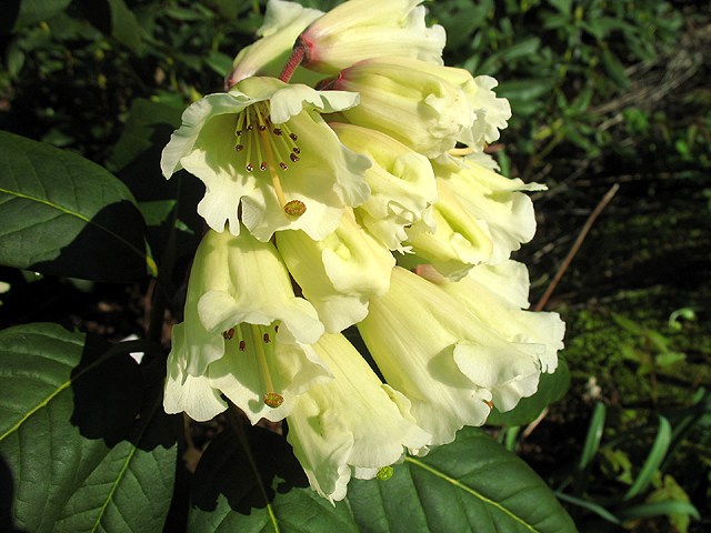 Photos Rhododendron wightii - 