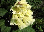 Photos Rhododendron wightii