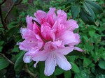 Photos Rhododendron yakushimanum