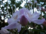 Photos Rhododendron yunnanense