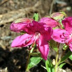 Photos Rhododendron camtschaticum