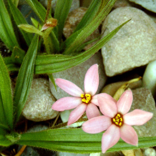 Photos Rhodohypoxis milloides - 
