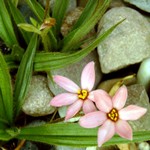 Photos Rhodohypoxis milloides