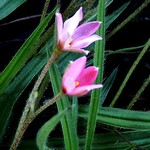 Fotos Rhodohypoxis baurii