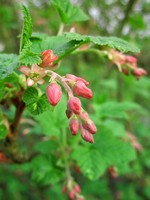 Ribes sanguineum - 