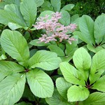Rodgersia aesculifolia - Kastanienbl�ttriges Schaublatt