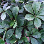 Rodgersia pdophylla - Garten-Schaublatt, Henry-Schaublatt