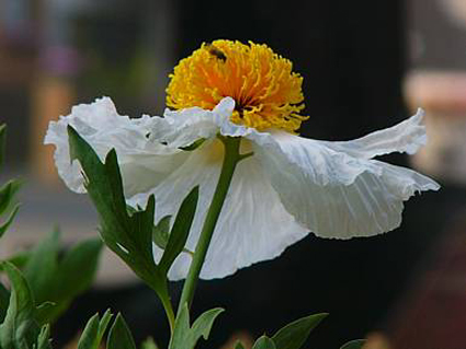 Photos Romneya coulteri - 