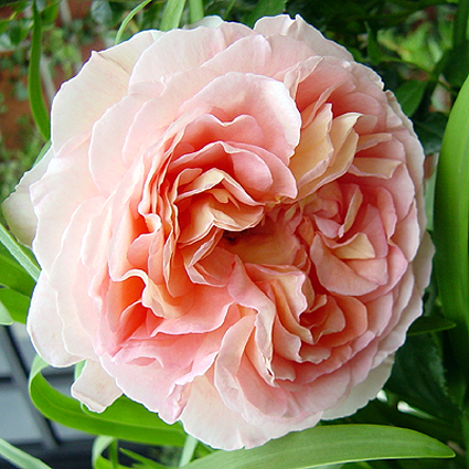 Photos Rosa - Rose
