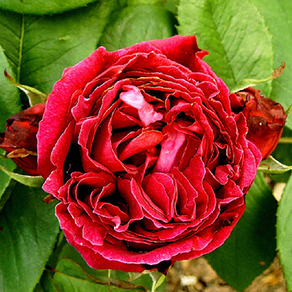 Photos Rosa - Rose