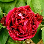 Photos Rosa
