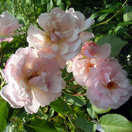 Photos Rosa - Rose