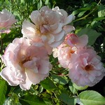 Photos Rosa