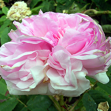 Photos Rosa - Rose