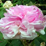 Photos Rosa