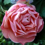 Photos Rosa