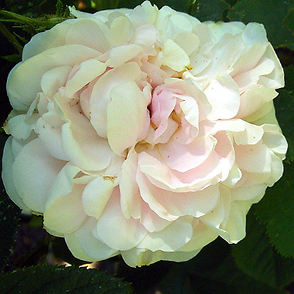 Photos Rosa - Rose