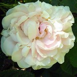 Photos Rosa