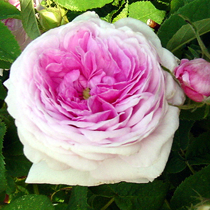 Photos Rosa - Rose