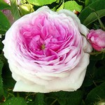 Photos Rosa