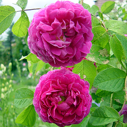Photos Rosa - Rose
