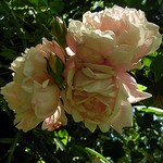 Photos Rosa