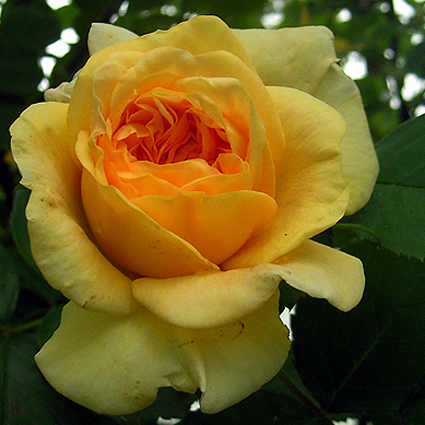 Photos Rosa - Rose